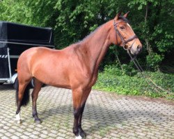 broodmare Lucia PH (Rhinelander, 2005, from Lastro)