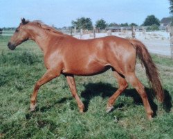 Zuchtstute Havel von der Insel (Trakehner, 1981, von Zauberklang)