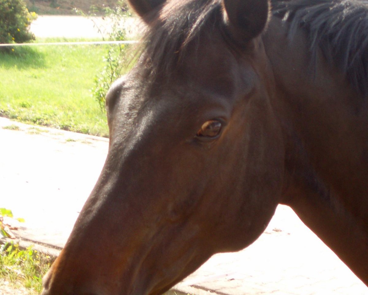 horse Raz de Maree (Hanoverian, 2001, from Ravallo 115 FIN)