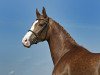 dressage horse Ginger Queen (Oldenburg, 2006, from Florencio I)