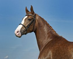 dressage horse Ginger Queen (Oldenburg, 2006, from Florencio I)