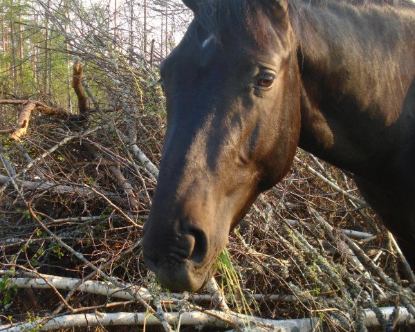 Dressurpferd Davido (Hannoveraner, 2011, von Dr Doolittle 45)