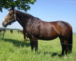 broodmare Waleska (Hanoverian, 1998, from White Magic)