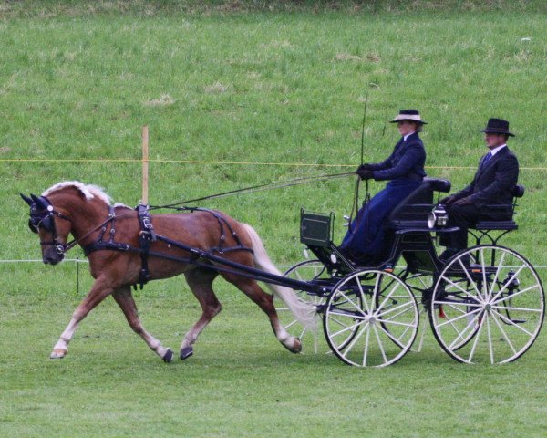 stallion Aachquell (10,16% ox) (Edelbluthaflinger, 2006, from Amor (7,81% ox))