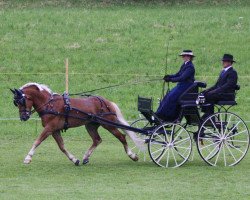 stallion Aachquell (10,16% ox) (Edelbluthaflinger, 2006, from Amor (7,81% ox))