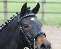 dressage horse Minha Menina (German Riding Pony, 2008, from Power Ranger)