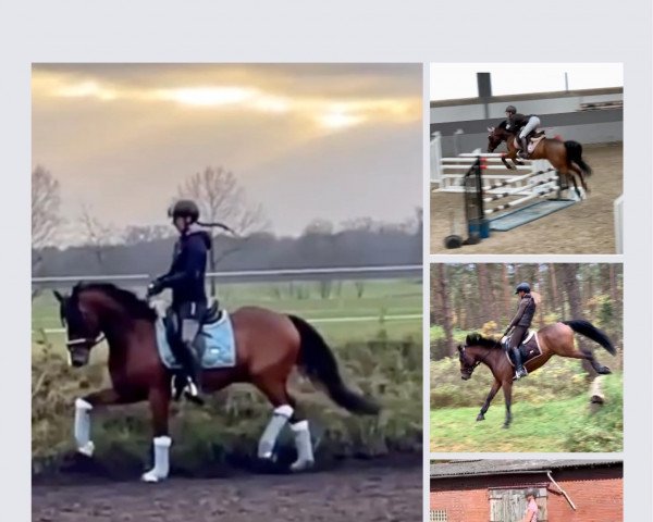 jumper Cajou mon Bijou (German Riding Pony, 2017, from Duncan 86)