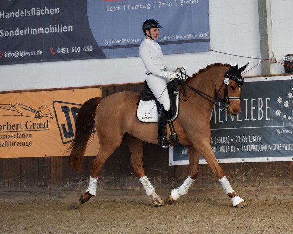 dressage horse Estius (Czech Warmblood, 2008, from Workington)