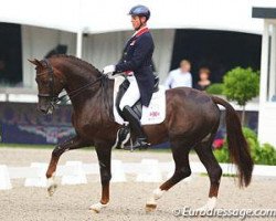 dressage horse Fine Time 13 (Westphalian, 2001, from Florestan I)