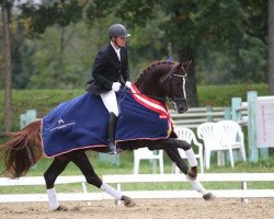 stallion del Piero 4 (Austrian Warmblood, 2008, from Diamond Hit)