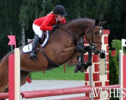 Springpferd Carotino L (Norwegisches Warmblut, 2007, von Corratus)