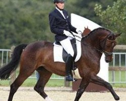 dressage horse Rosamunde (Rhinelander, 2007, from Rock Forever NRW)