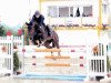 jumper Eddy 215 (Hanoverian, 2004, from Escudo I)