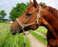 broodmare Wolkenfee 16 (Hanoverian, 1999, from Wolkenstein II)