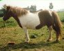 Zuchtstute Immeke v.d. Hoek (Shetland Pony, 1973, von Dartel van Wilma)