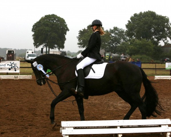 dressage horse Hamissi (Hanoverian, 1997, from Hohenstein I)