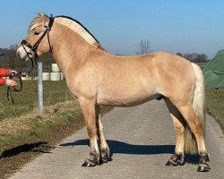 horse Skian (Fjord Horse, 2019, from Fjelltuvas Søljar)