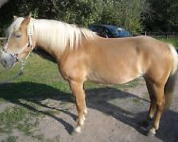 broodmare Anabelle du Kraizbierg (Haflinger, 2000, from Steinach)