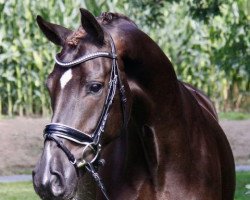 dressage horse Lady Valdon (Hanoverian, 2017, from Livaldon)