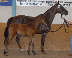 broodmare Florance D (Westphalian, 2003, from Florestan I)