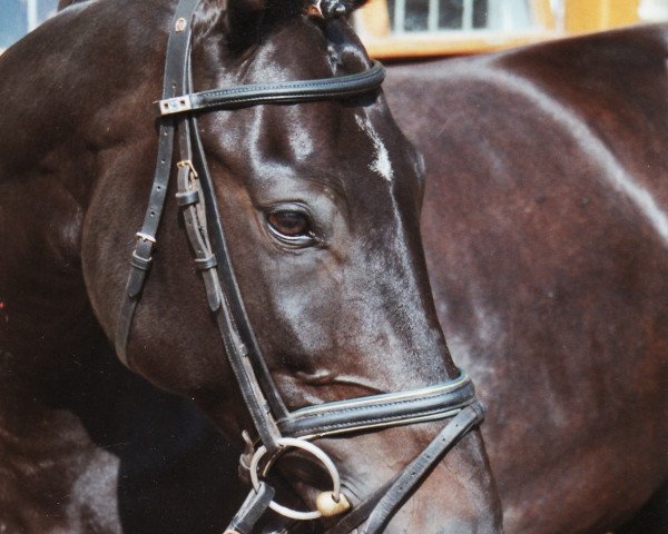 broodmare Funkenmarie (Westphalian, 1995, from Funkenspiel)