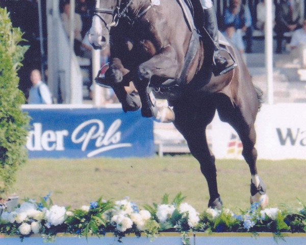 horse Pikos Playboy (Oldenburg, 2000, from Pik Labionics)