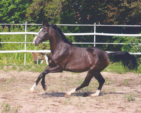 dressage horse Aron (Westphalian, 2005, from Ars Vivendi)