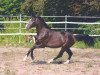 dressage horse Aron (Westphalian, 2005, from Ars Vivendi)