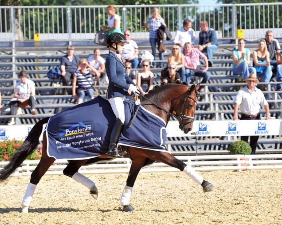 dressage horse Carleo Go (German Riding Pony, 2010, from Constantin)