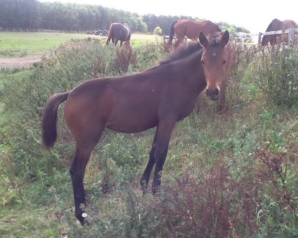 broodmare Sturmfee (German Sport Horse, 2012, from Sanjo n.e.)