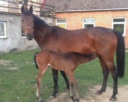 broodmare Larissa (Brandenburg, 1995, from Lad)