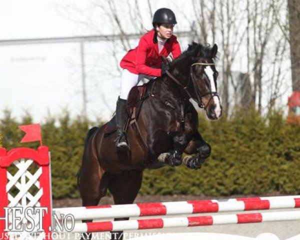 Springpferd Dion (KWPN (Niederländisches Warmblut), 2008)