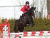 Springpferd Dion (KWPN (Niederländisches Warmblut), 2008)