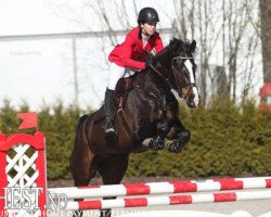 jumper Dion (KWPN (Royal Dutch Sporthorse), 2008)