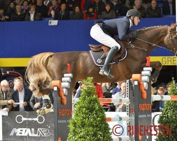 stallion Riesling du Monselet (Belgium Sporthorse, 2001, from Kashmir van't Schuttershof)