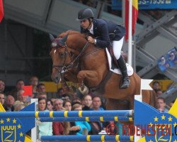 broodmare G C Atlanta Z (Zangersheide riding horse, 2006, from Andiamo)