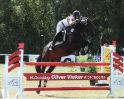 jumper Quilanda Z (Oldenburg show jumper, 2007, from Quality 9)