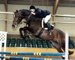 stallion Baldwin B (KWPN (Royal Dutch Sporthorse), 1992, from Burggraaf)