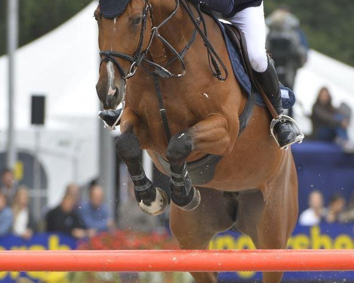Springpferd Invisible Star (Belgisches Warmblut, 2008, von Winningmood van de Arenberg)