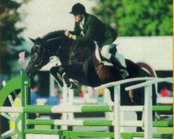 Deckhengst Captain Clover (Irish Sport Horse, 1991, von Clover Hill)