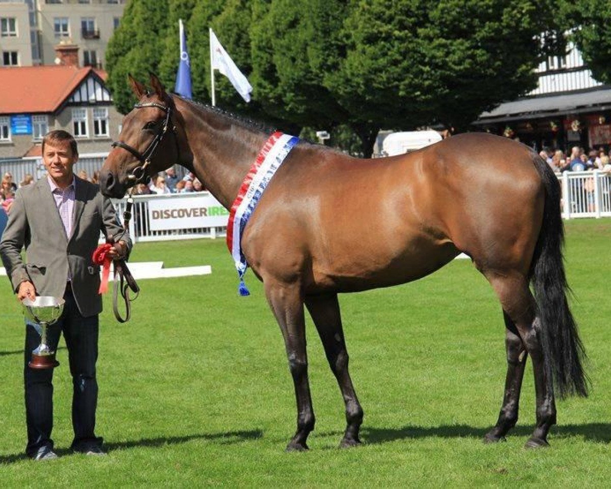 broodmare Blidworth's Lion Queen (Irish Sport Horse, 1997, from Bonnie Prince xx)