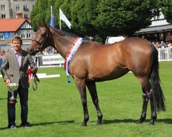 broodmare Blidworth's Lion Queen (Irish Sport Horse, 1997, from Bonnie Prince xx)