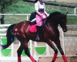 broodmare Amore Mia W. (Austrian Warmblood, 2005, from Santander H)