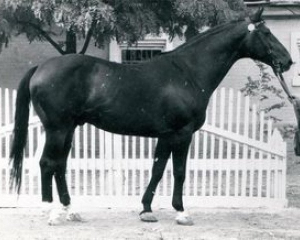stallion Achmad (Trakehner, 1951, from Celsius)