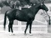 stallion Achmad (Trakehner, 1951, from Celsius)