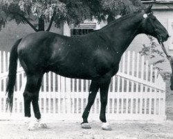 stallion Achmad (Trakehner, 1951, from Celsius)