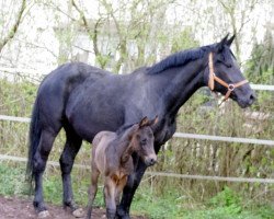 broodmare Dance-Girl (German Sport Horse, 2007, from Danzas)