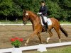 horse Gunther 12 (German Sport Horse, 2007, from Guenzel)