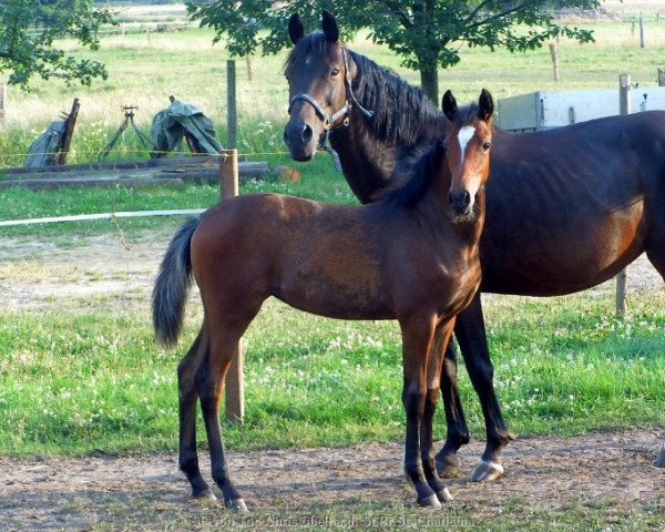 dressage horse Stute von Top Christobell (German Riding Pony, 2013, from Top Christobell)