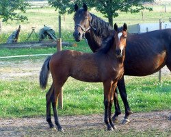 Dressurpferd Stute von Top Christobell (Deutsches Reitpony, 2013, von Top Christobell)